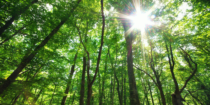 CLTxPRT, Massieve houtbouw, Duurzaamheid, Natuurlijke bouwmaterialen