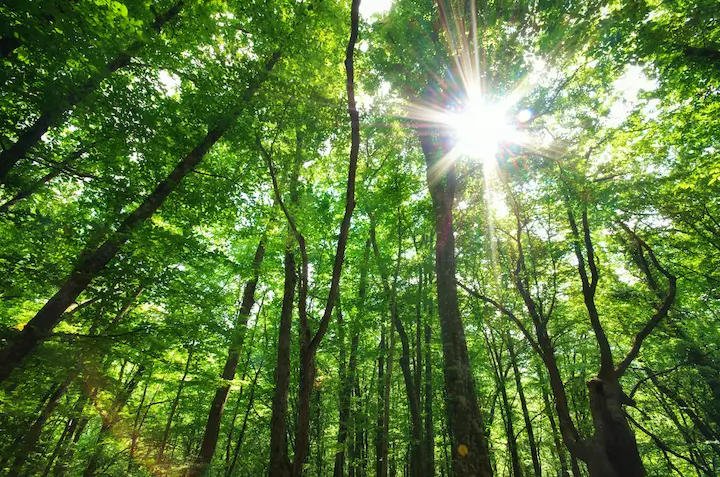 green-forest-J46FT8G